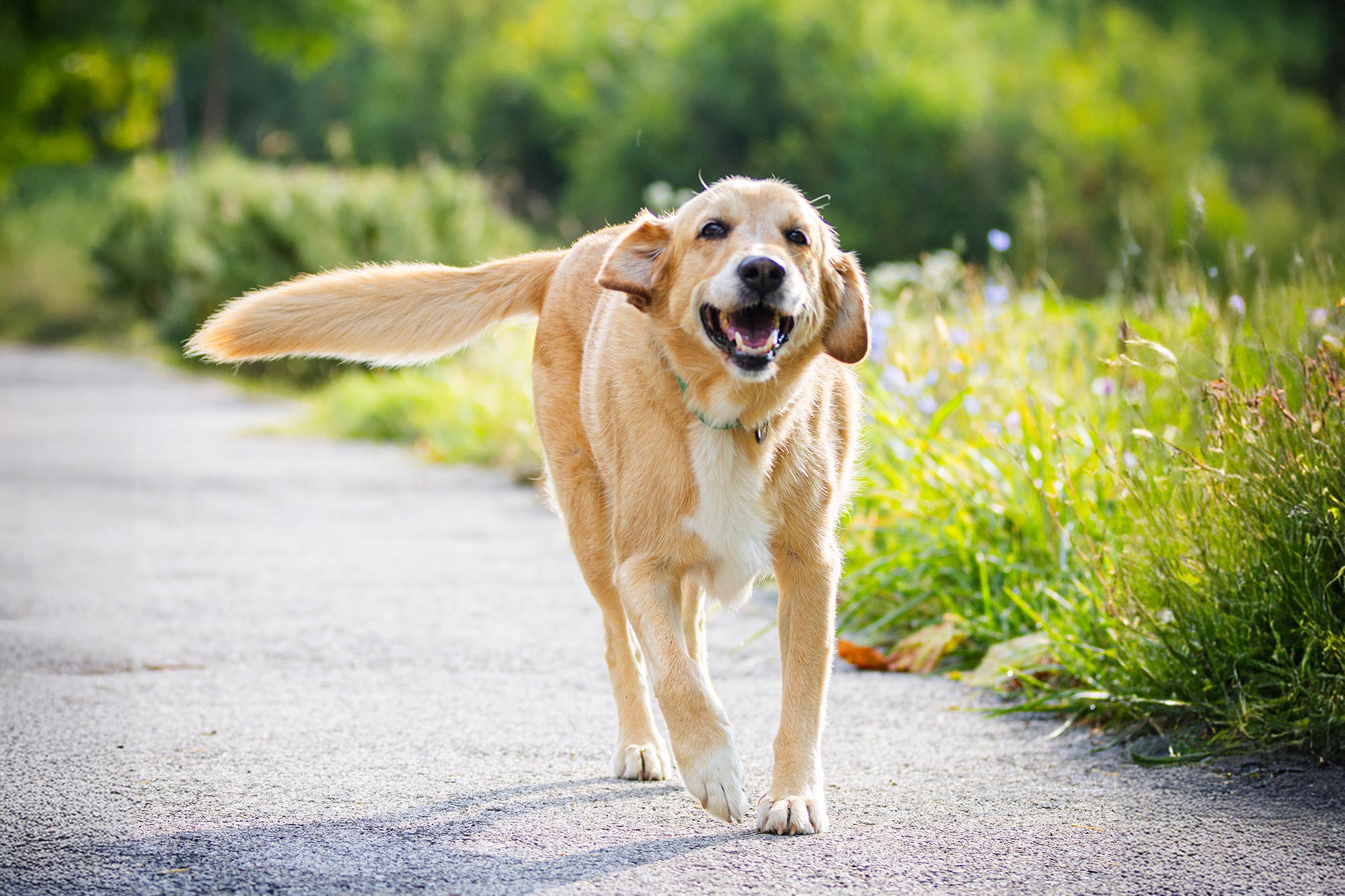 Summer Paw Care: Protecting Your Pet’s Feet from Hot Pavement and Rough Terrain