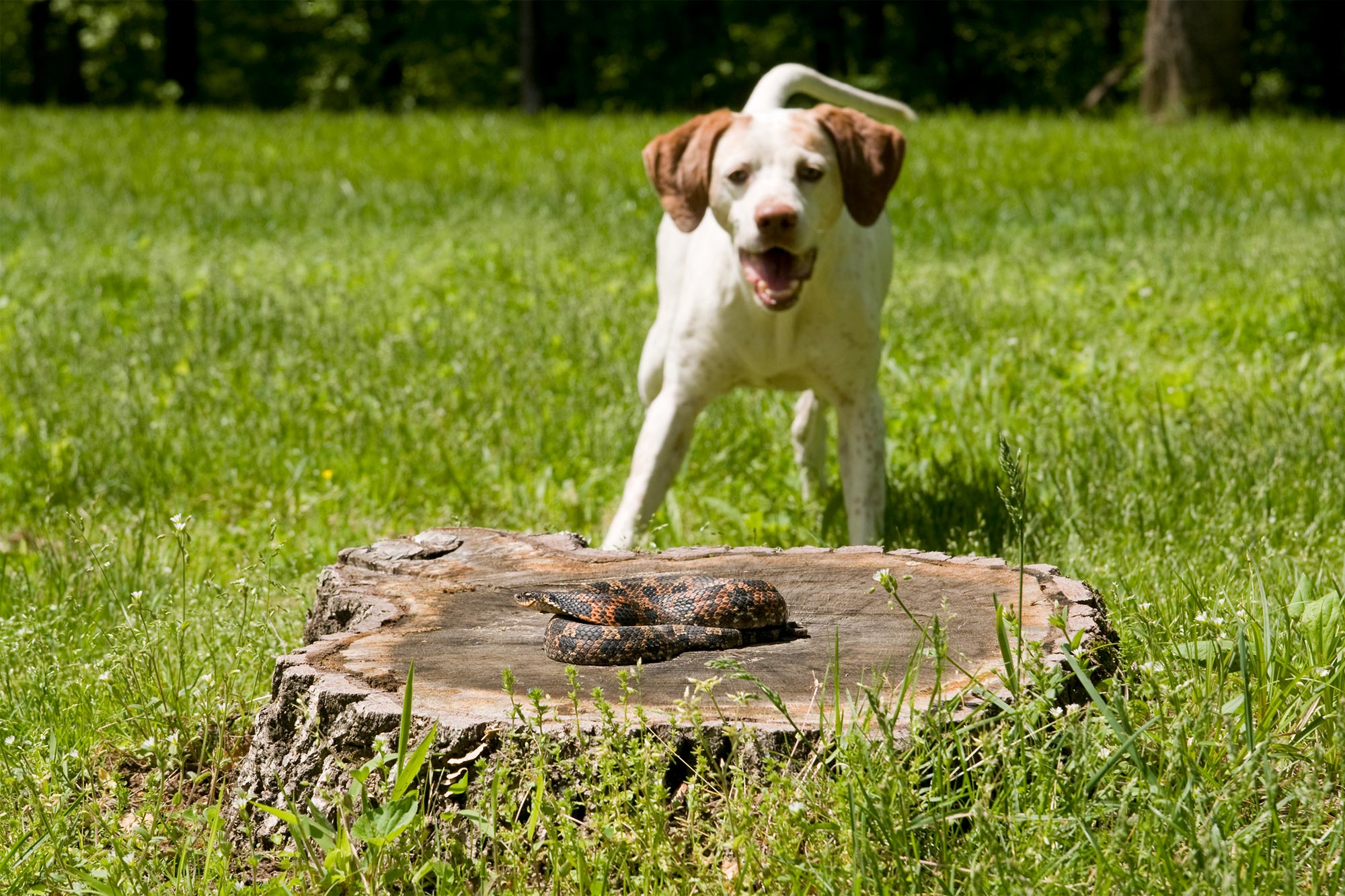 How to Protect Your Pet from Snake Encounters This Summer
