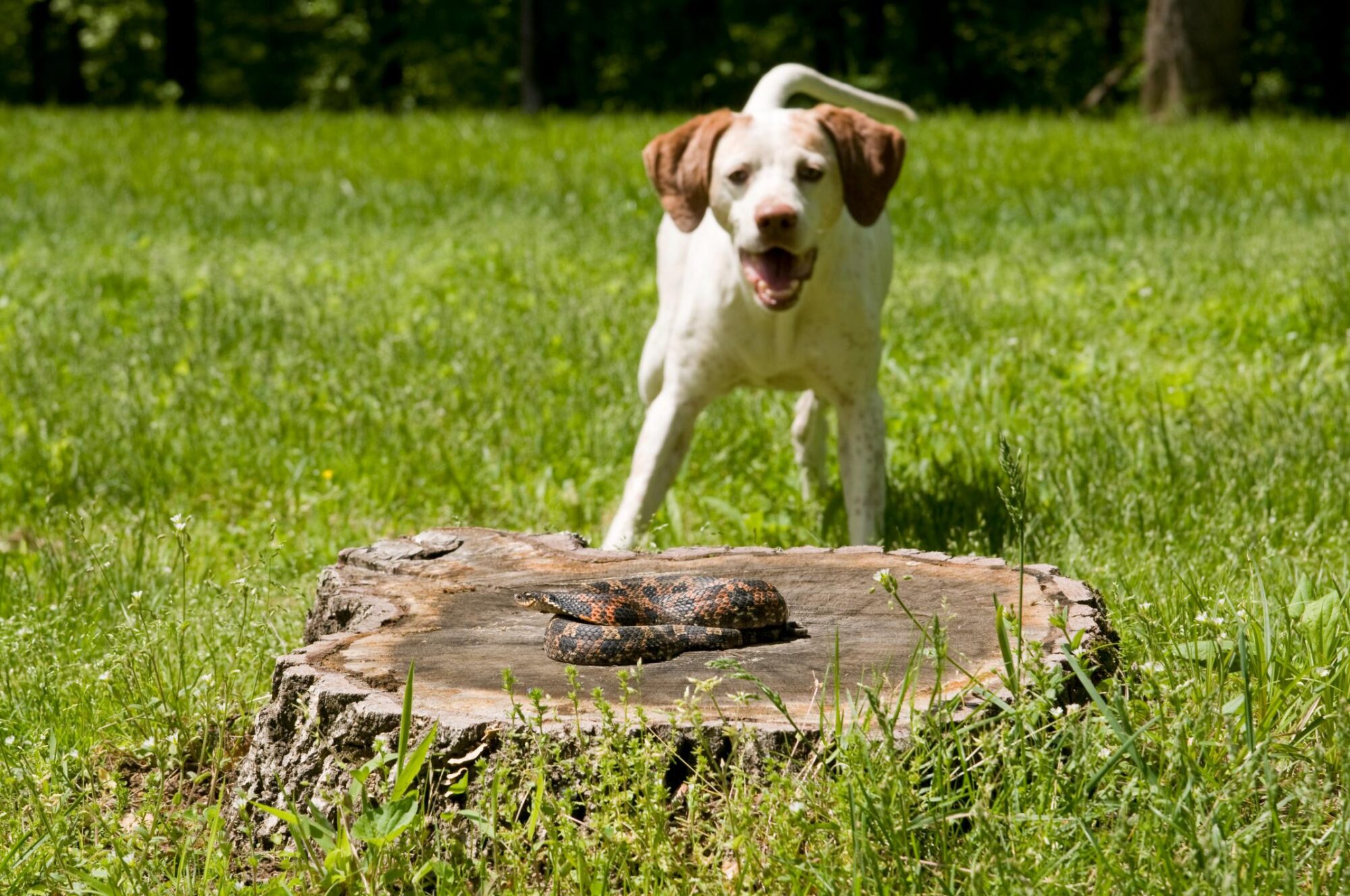 dog barking at snake.