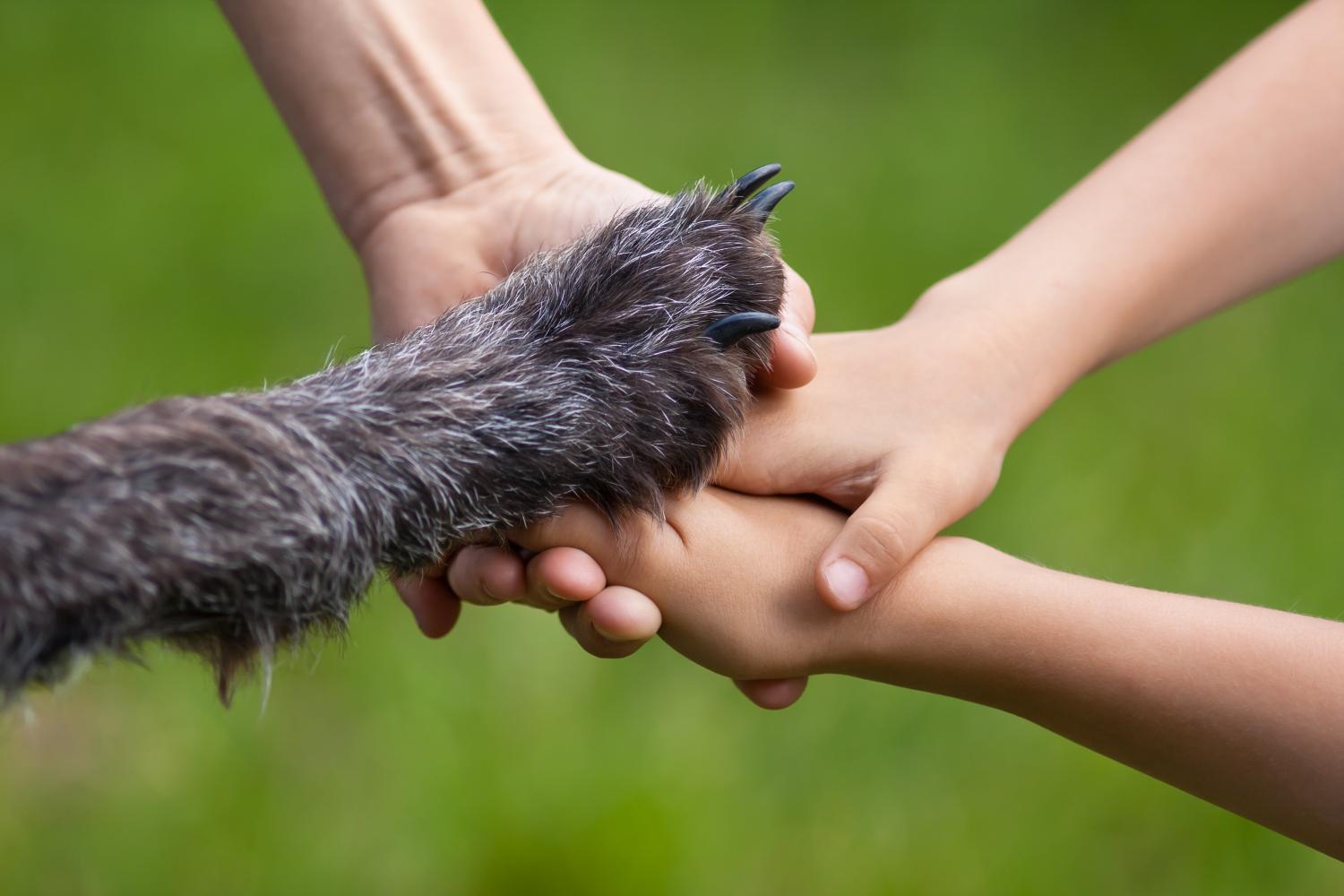 Summer Paw Care: Protecting Your Pet’s Feet from Hot Pavement and Rough Terrain