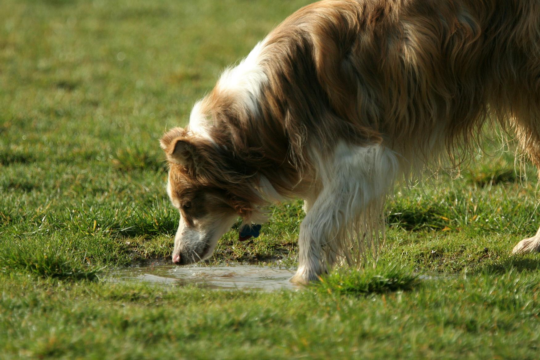 What Texas Pet Owners Should Know About Leptospirosis