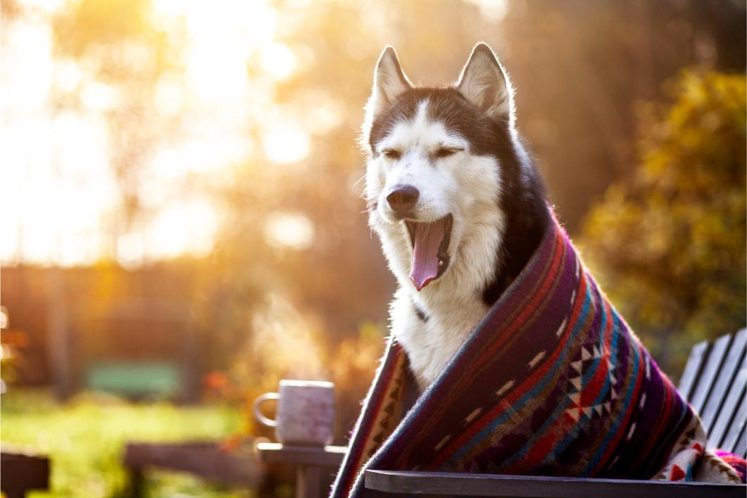 huskie wearing a blanket outside.
