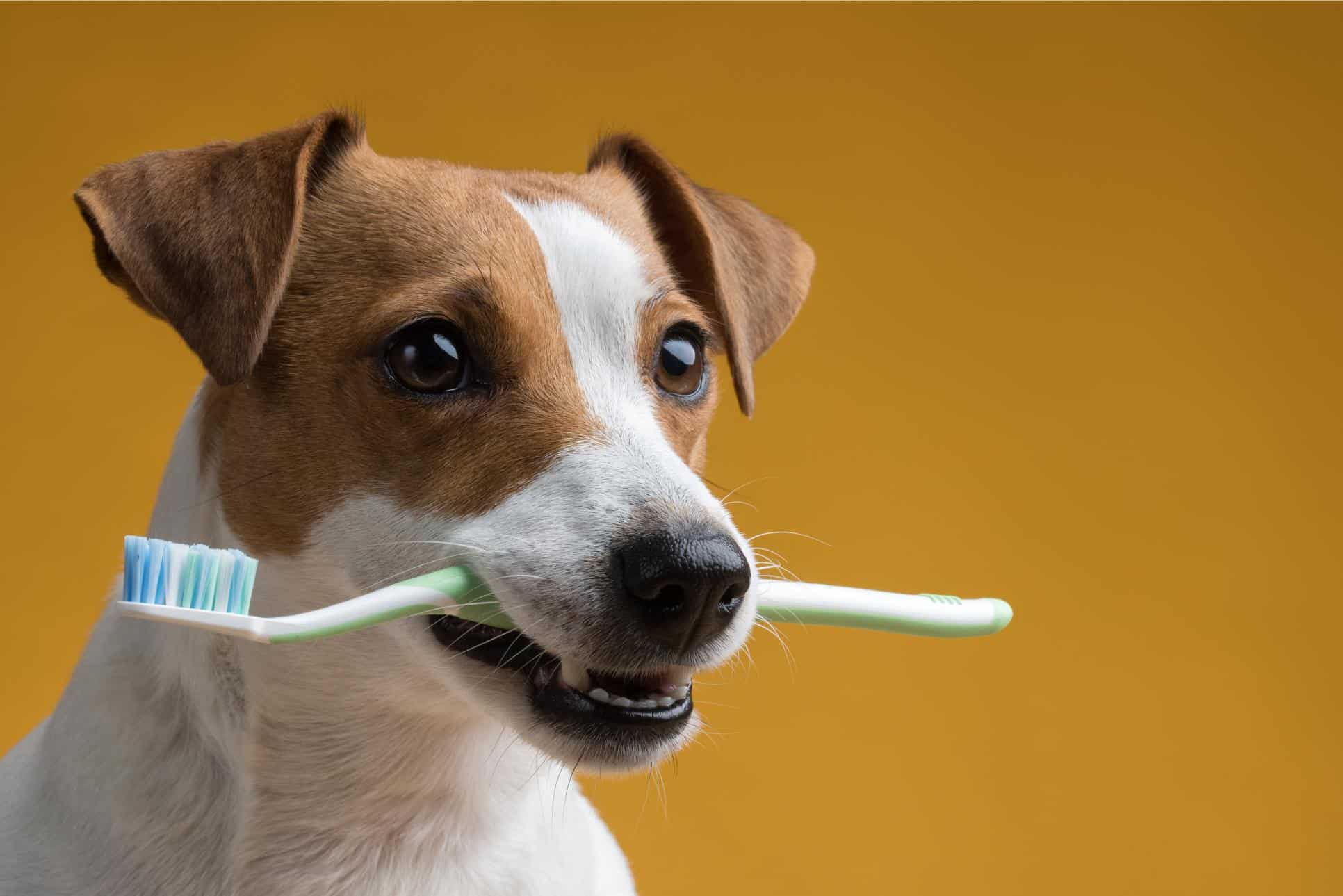Why February Is the Perfect Time for a Pet Dental Cleaning