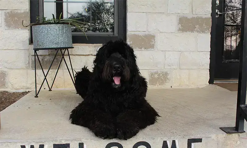 A canine patient A canine patient